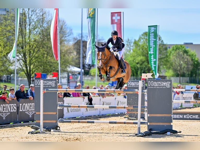 Belgisch Sportpaard Merrie 12 Jaar 172 cm Bruin in Hintermoos