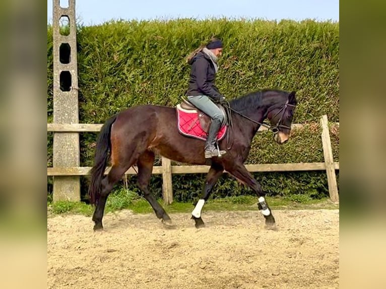 Belgisch Sportpaard Merrie 13 Jaar 160 cm Donkerbruin in Bornem