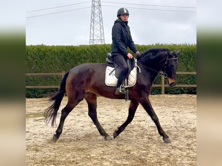 Belgisch Sportpaard Merrie 13 Jaar 160 cm Donkerbruin in Bornem