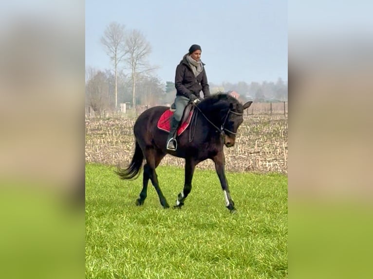 Belgisch Sportpaard Merrie 13 Jaar 160 cm Donkerbruin in Bornem