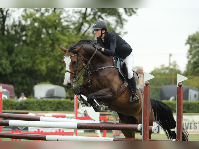 Belgisch Sportpaard Merrie 13 Jaar 168 cm Roodbruin in Tök