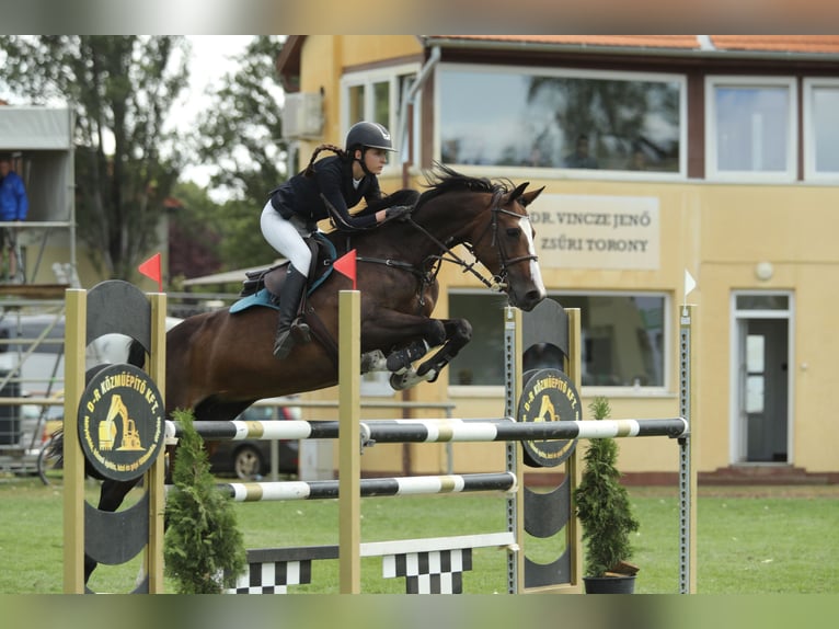 Belgisch Sportpaard Merrie 13 Jaar 168 cm Roodbruin in Tök