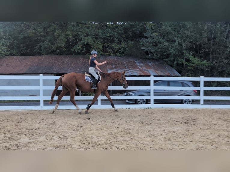 Belgisch Sportpaard Merrie 13 Jaar 173 cm Vos in Morsbach