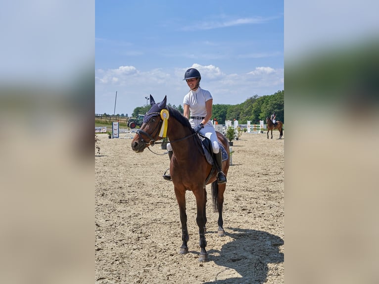 Belgisch Sportpaard Merrie 14 Jaar 167 cm Bruin in Montabaur