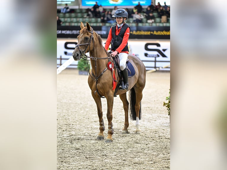 Belgisch Sportpaard Merrie 19 Jaar 148 cm Vos in Zuiddorpe