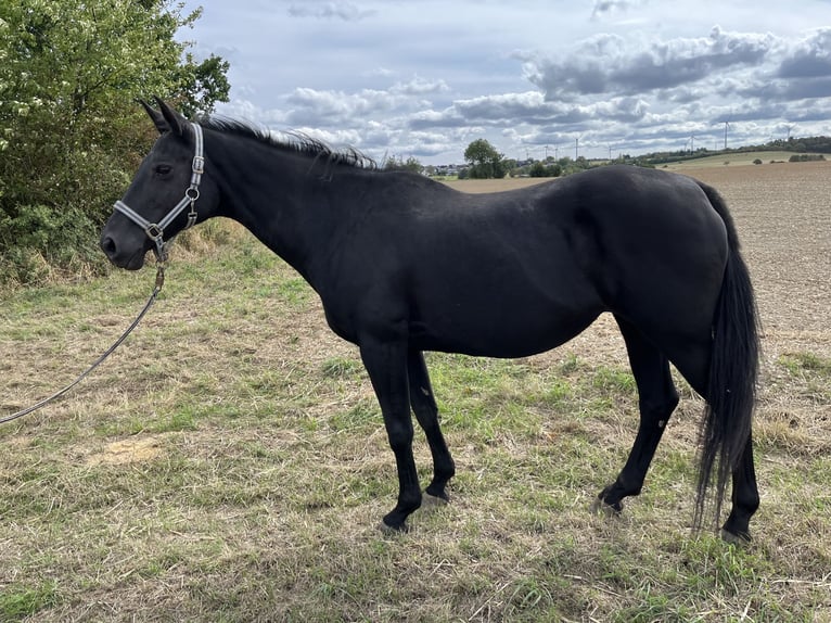 Belgisch Sportpaard Mix Merrie 19 Jaar 158 cm Zwart in Kisselbach