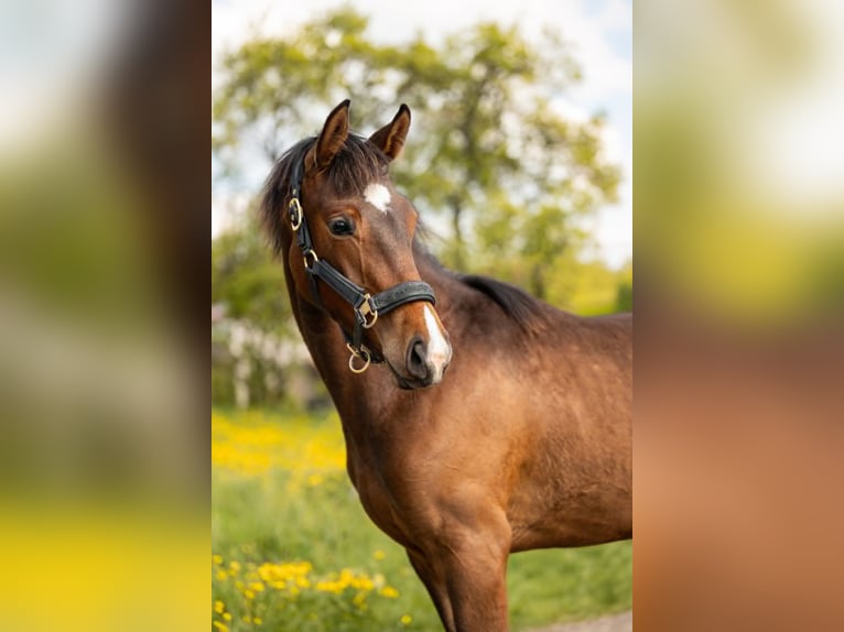 Belgisch Sportpaard Merrie 1 Jaar 160 cm Donkerbruin in Moselle