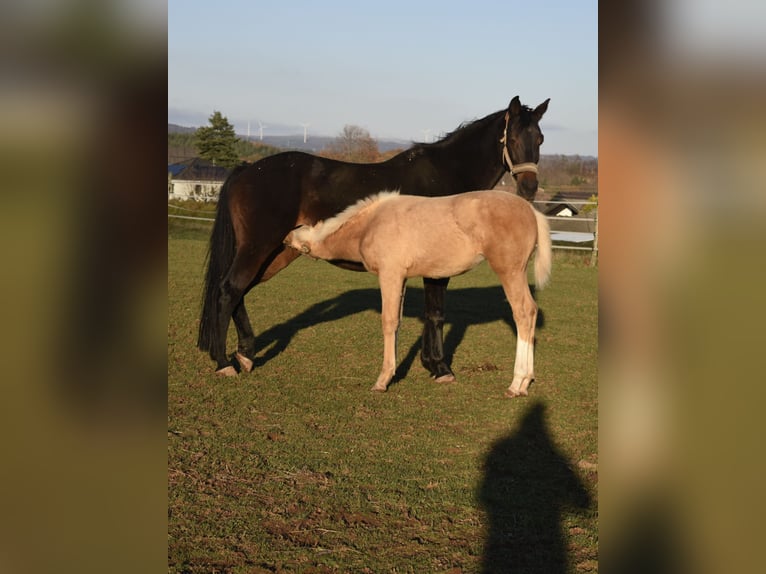 Belgisch Sportpaard Merrie 1 Jaar 166 cm Palomino in Weiskirchen