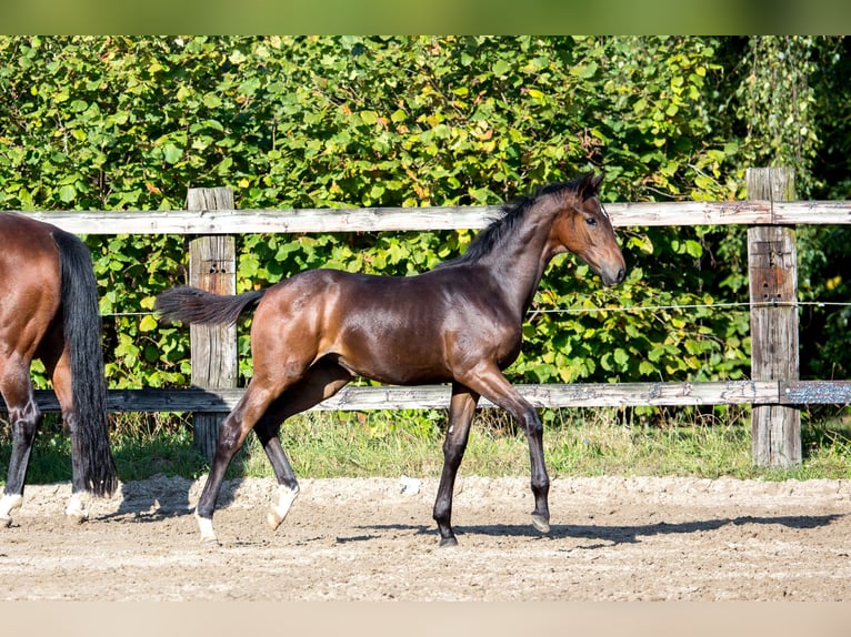 Belgisch Sportpaard Merrie 1 Jaar 172 cm Donkerbruin in Pelt Belgisch Sportpaard Merrie 1 Jaar 172 cm Donkerbruin in Pelt