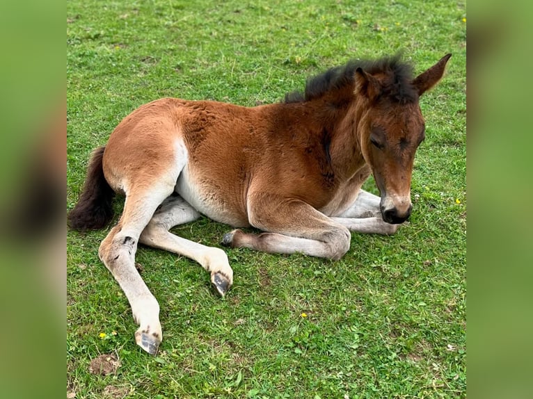 Belgisch Sportpaard Merrie 1 Jaar 172 cm Zwartbruin in Nassogne