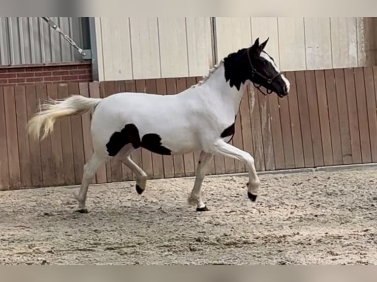 Belgisch Sportpaard Merrie 2 Jaar 153 cm Gevlekt-paard in Zieuwent