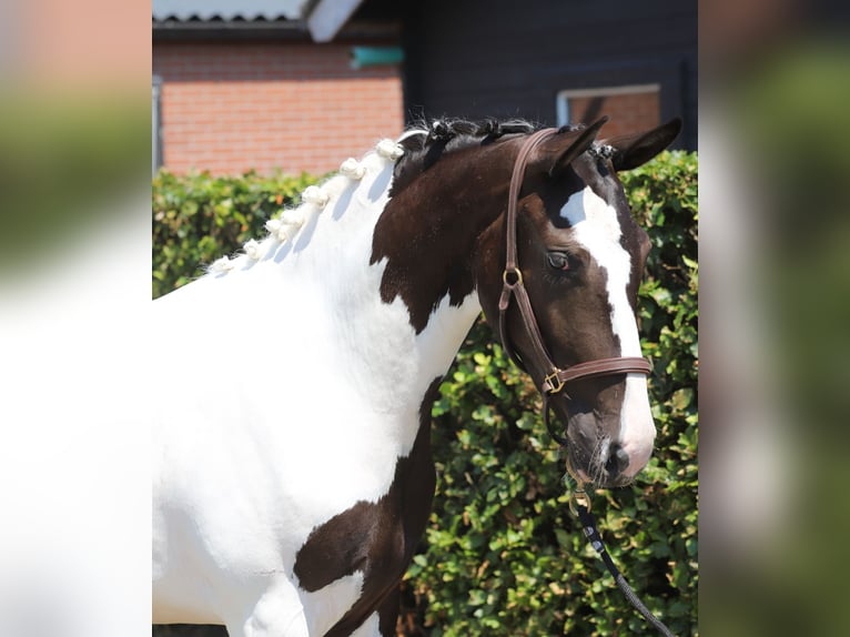 Belgisch Sportpaard Merrie 2 Jaar 153 cm Gevlekt-paard in Zieuwent