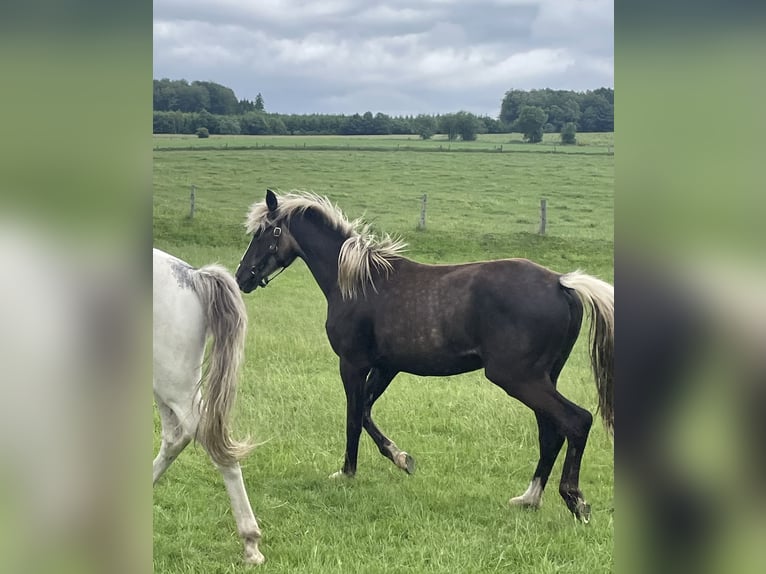 Belgisch Sportpaard Mix Merrie 2 Jaar 158 cm  in Bastogne