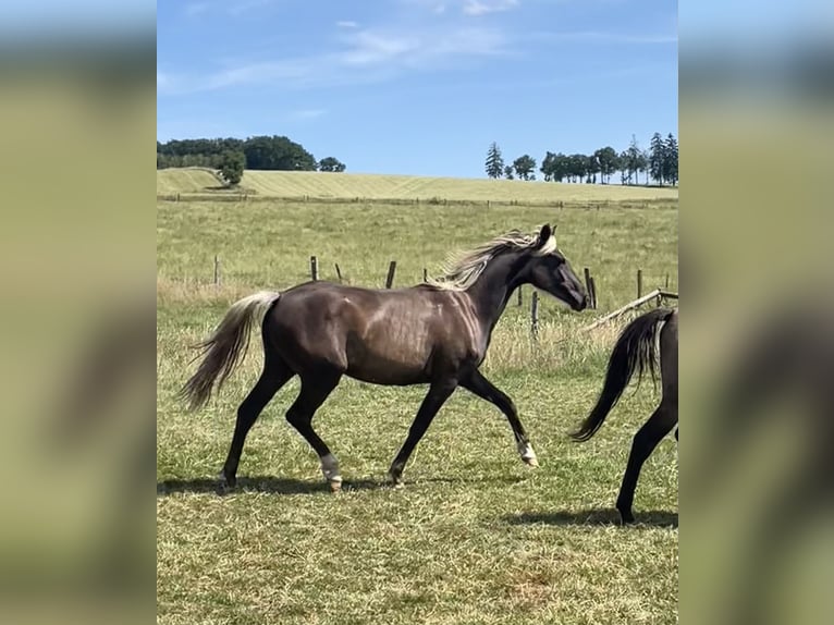 Belgisch Sportpaard Mix Merrie 2 Jaar 158 cm  in Bastogne