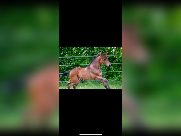 Belgisch Sportpaard Merrie 2 Jaar 165 cm Bruin in Merkelbeek
