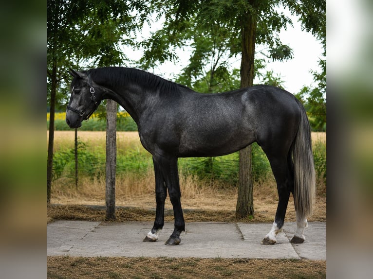 Belgisch Sportpaard Merrie 3 Jaar 169 cm Schimmel in Csabacsud