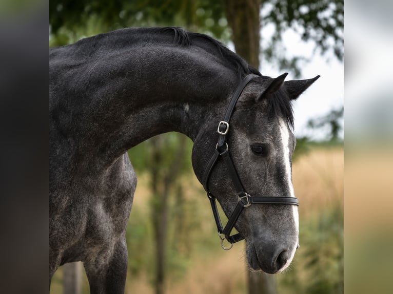 Belgisch Sportpaard Merrie 3 Jaar 169 cm Schimmel in Csabacsud