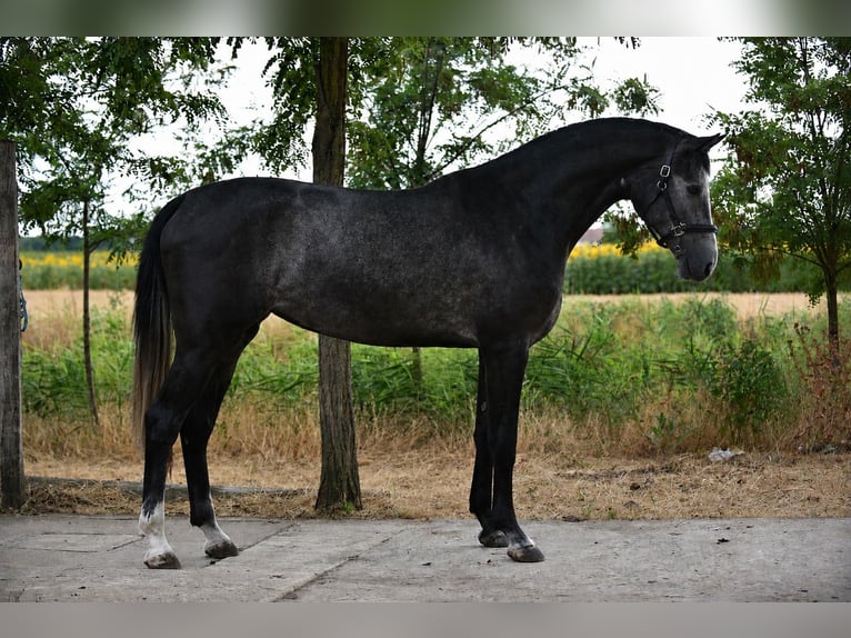 Belgisch Sportpaard Merrie 3 Jaar 169 cm Schimmel in Csabacsud