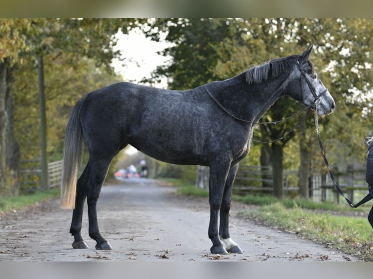 Belgisch Sportpaard Merrie 4 Jaar 162 cm Schimmel in Pulheim