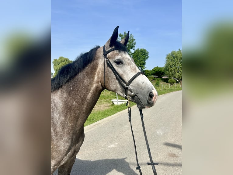 Belgisch Sportpaard Merrie 4 Jaar 162 cm Schimmel in Haaltert