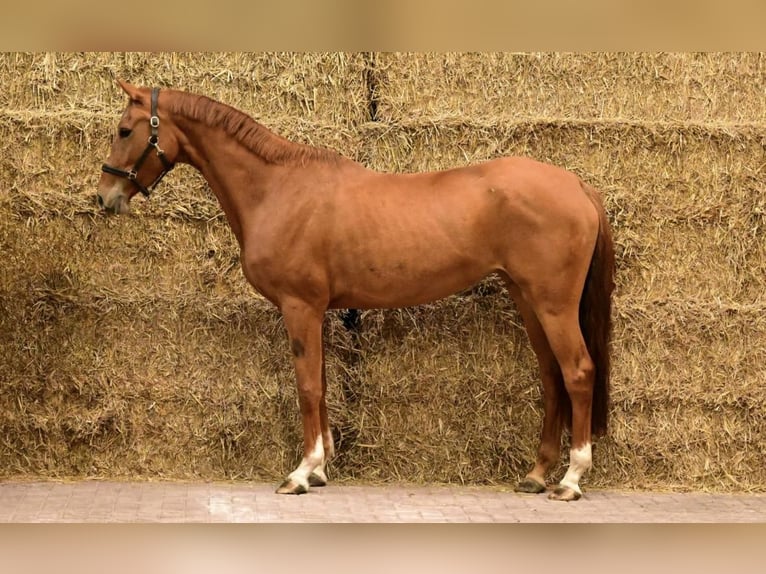 Belgisch Sportpaard Merrie 4 Jaar 162 cm Vos in Vilamarxant