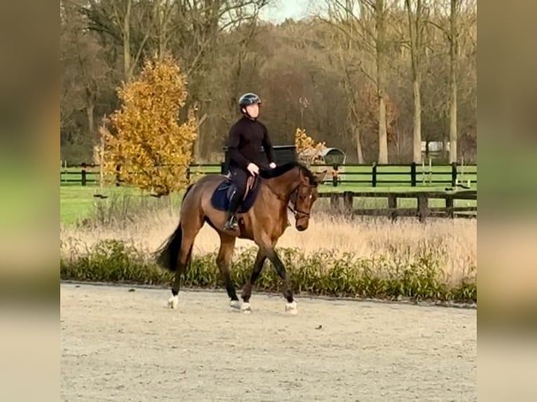 Belgisch Sportpaard Merrie 4 Jaar 164 cm Bruin in Sint-Katherina-LombeekTeran