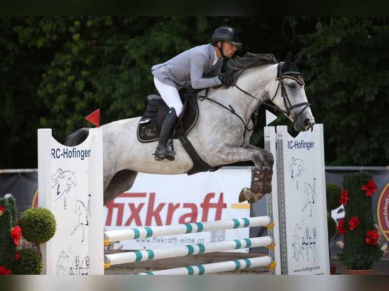 Belgisch Sportpaard Merrie 4 Jaar 170 cm Schimmel in Schnaittach