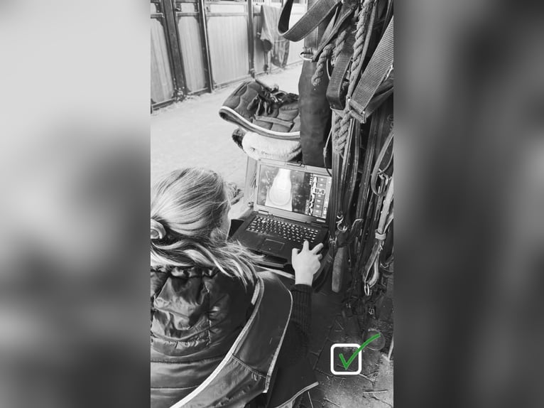 Belgisch Sportpaard Merrie 5 Jaar 145 cm Zwartschimmel in Sprimont