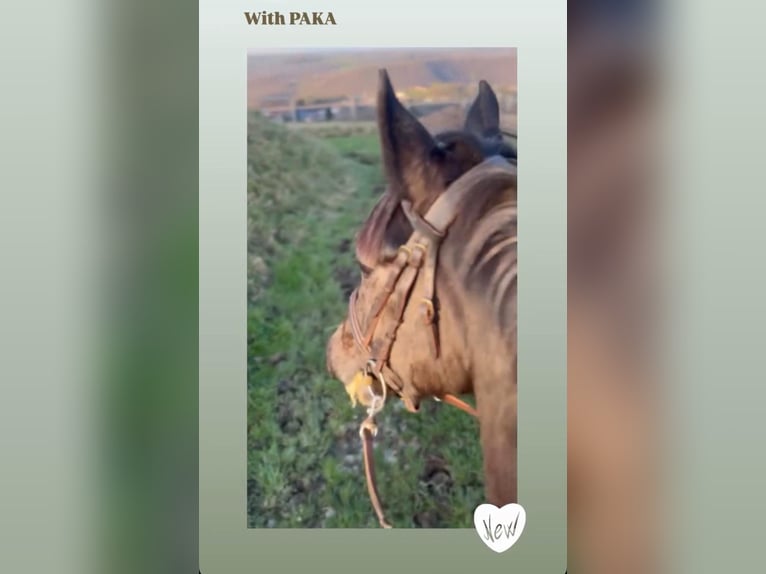 Belgisch Sportpaard Merrie 5 Jaar 145 cm Zwartschimmel in Sprimont