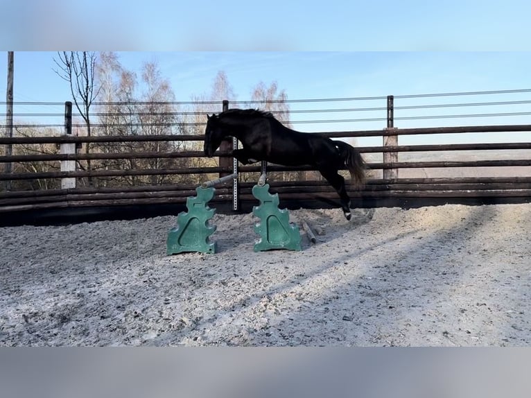 Belgisch Sportpaard Merrie 5 Jaar 145 cm Zwartschimmel in Sprimont