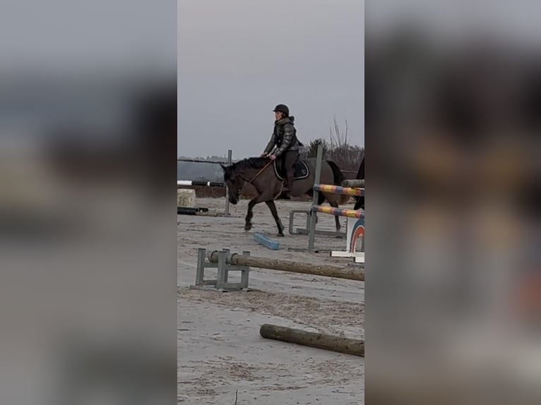 Belgisch Sportpaard Merrie 5 Jaar 145 cm Zwartschimmel in Sprimont