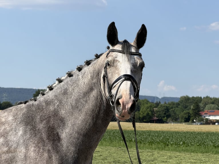 Belgisch Sportpaard Merrie 5 Jaar 165 cm Appelschimmel in Riedlingen