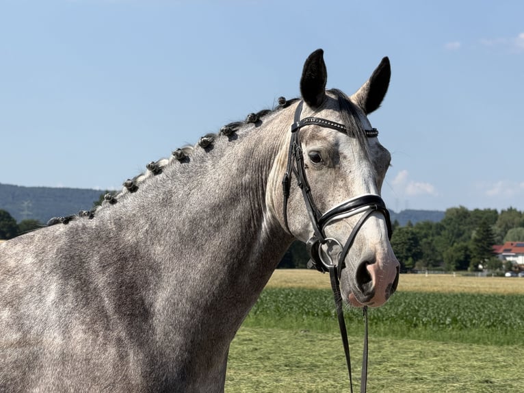 Belgisch Sportpaard Merrie 5 Jaar 165 cm Appelschimmel in Riedlingen