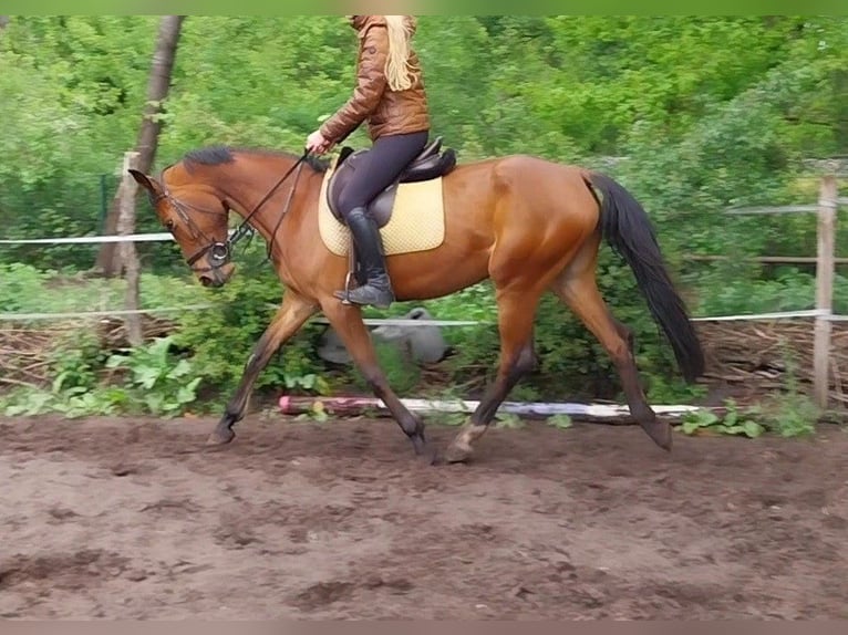 Belgisch Sportpaard Merrie 5 Jaar 165 cm Bruin in Maarsbergen