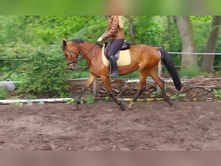 Belgisch Sportpaard Merrie 5 Jaar 165 cm Bruin in Maarsbergen