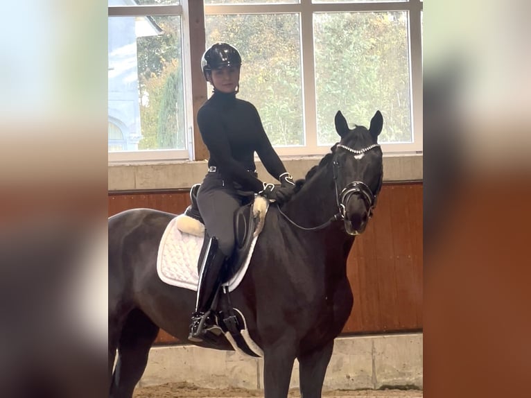 Belgisch Sportpaard Merrie 5 Jaar 165 cm Zwart in Berne