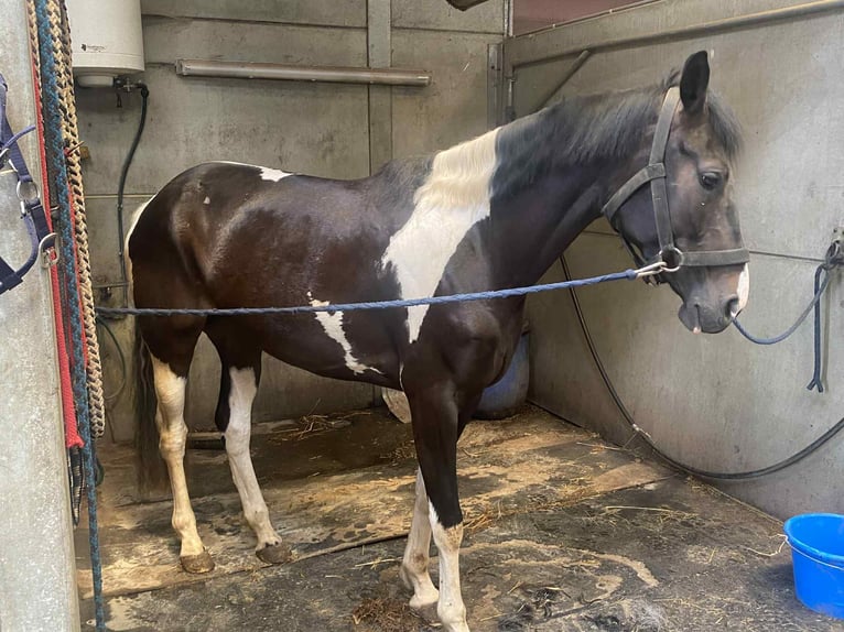 Belgisch Sportpaard Merrie 5 Jaar 168 cm Tobiano-alle-kleuren in Sandhausen