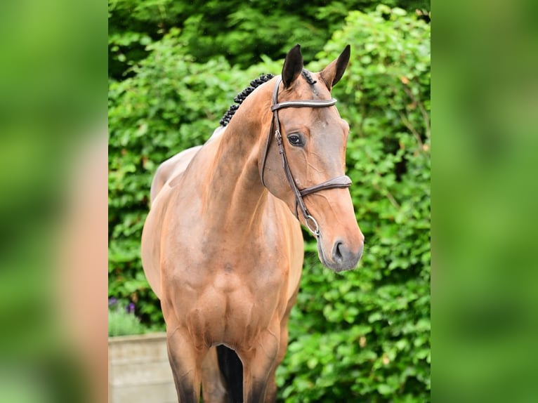 Belgisch Sportpaard Merrie 5 Jaar 169 cm Bruin in Bladel