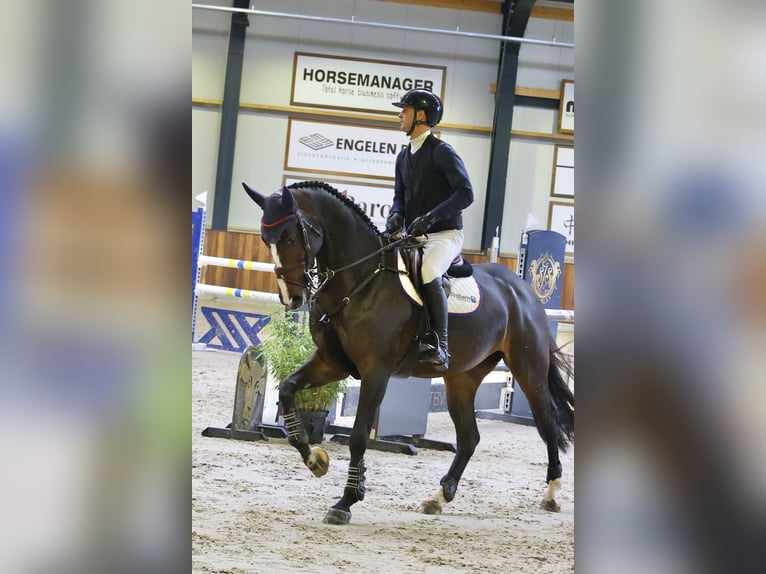 Belgisch Sportpaard Merrie 5 Jaar 169 cm Donkerbruin in Made