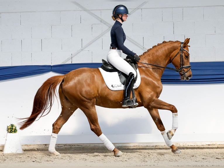 Belgisch Sportpaard Merrie 6 Jaar 161 cm Donkere-vos in Marsberg