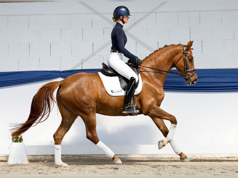 Belgisch Sportpaard Merrie 6 Jaar 161 cm Donkere-vos in Marsberg