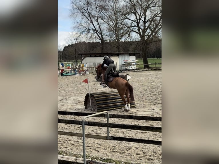Belgisch Sportpaard Merrie 6 Jaar 162 cm Vos in Bad Wurzach