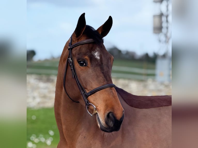 Belgisch Sportpaard Merrie 6 Jaar 163 cm Bruin in Oviedo