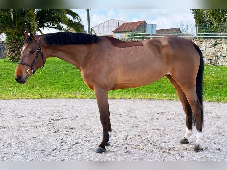 Belgisch Sportpaard Merrie 6 Jaar 163 cm Bruin in Oviedo