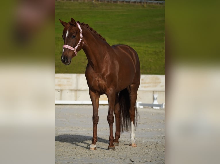 Belgisch Sportpaard Merrie 6 Jaar 164 cm Donkere-vos in Berg bei Neumarkt in der Oberpfalz