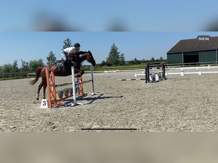 Belgisch Sportpaard Merrie 6 Jaar 165 cm Roodvos in Wachtebeke