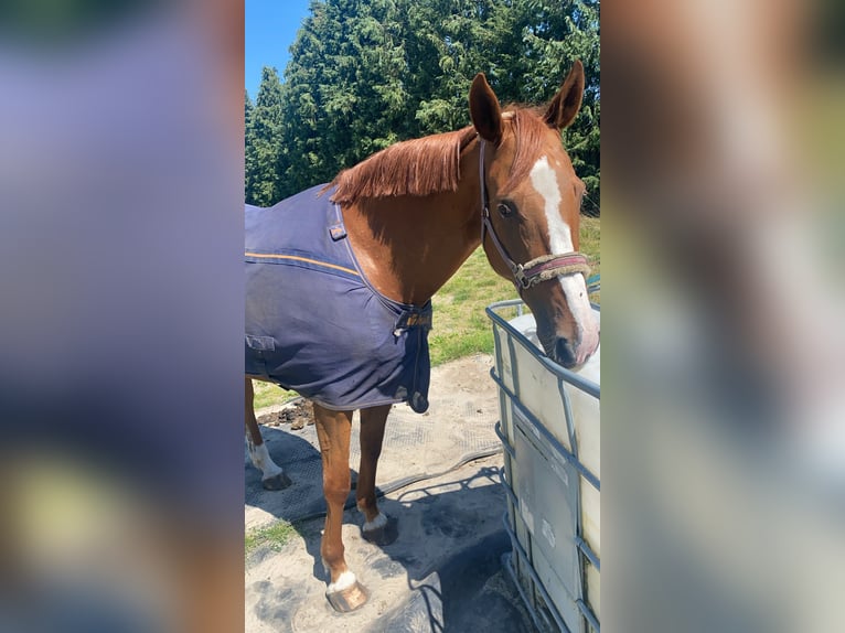 Belgisch Sportpaard Merrie 6 Jaar 165 cm Roodvos in Wachtebeke