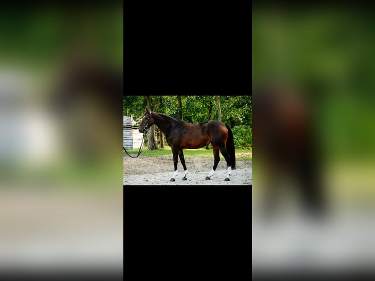 Belgisch Sportpaard Merrie 6 Jaar 168 cm Bruin in Kórnik
