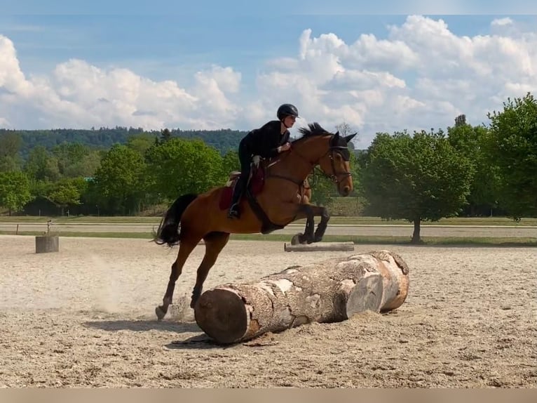 Belgisch Sportpaard Merrie 6 Jaar 171 cm Bruin in Hintermoos