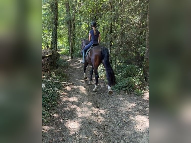 Belgisch Sportpaard Merrie 6 Jaar 174 cm Roodbruin in Bertem